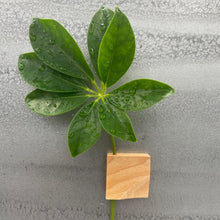 Charger l'image dans la galerie, Aimants Soliflore (P)