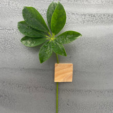 Charger l'image dans la galerie, Aimants Soliflore (P)