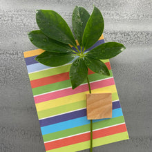 Charger l'image dans la galerie, Aimants Soliflore (P)